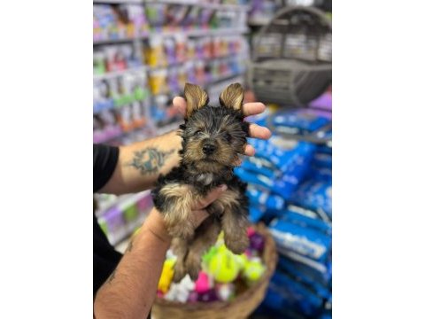 Terrier yavrularımız