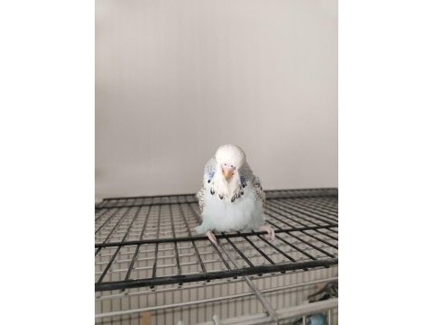 Show jumbo muhabbet kuşu yavrular