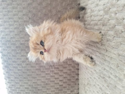 British longhair kedim