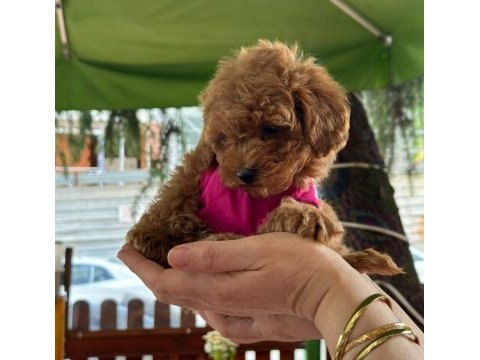 Toy poodle 2 aylık