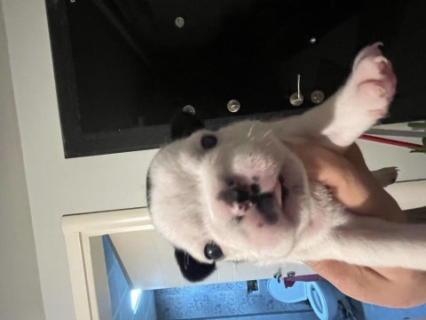 French bulldog yavru köpekler