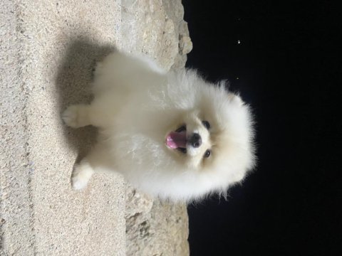 4 aylık erkek pomeranian yavru