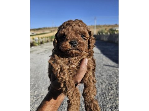 Toy poodle sağlıklı köpeği