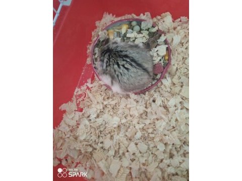 Minik yavru hamster