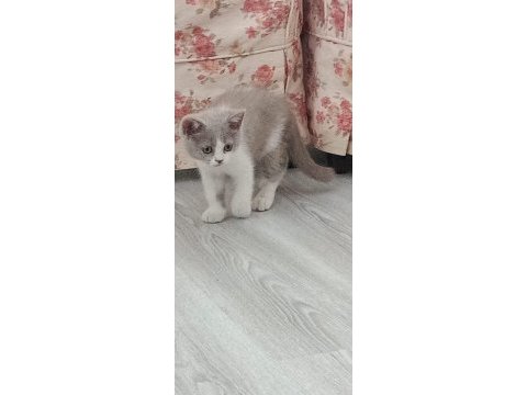 British bicolor güzel kızımız