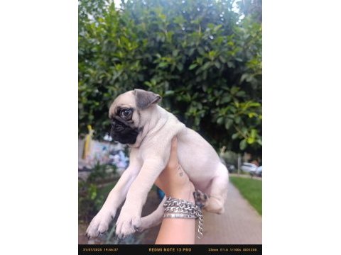 Erkek çiş pedi eğitimli pug bebeğimiz