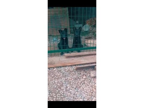 Safkan alman çoban köpeği