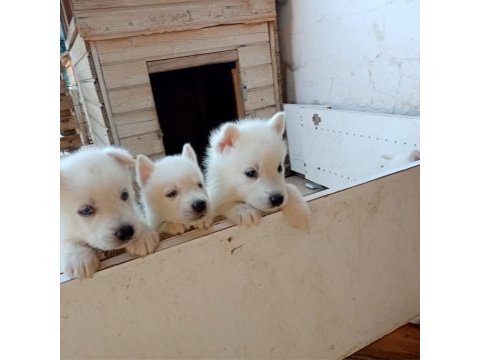 Nadir bulunan süt beyaz husky yavrulari