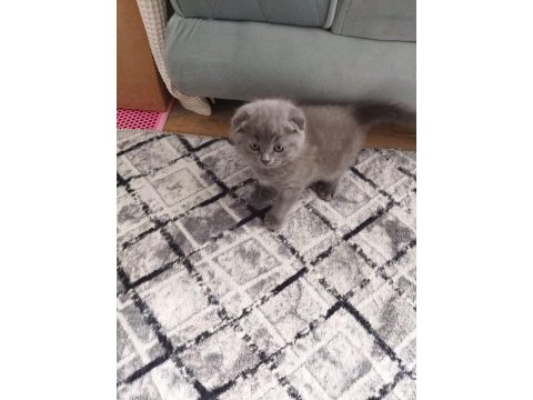 Scottish fold dişi