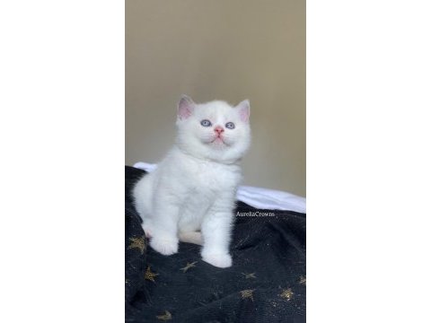 Safkan british kardeşler