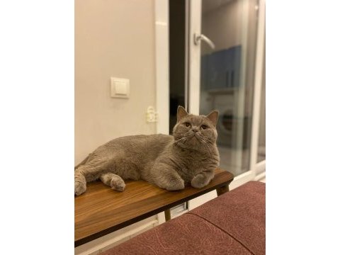 Çok tatlı bir british longhair