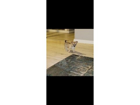 2 aylık çiş pedi eğitimli chihuahua