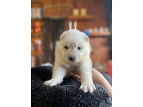 Samoyed bebeklerimiz için acele edin