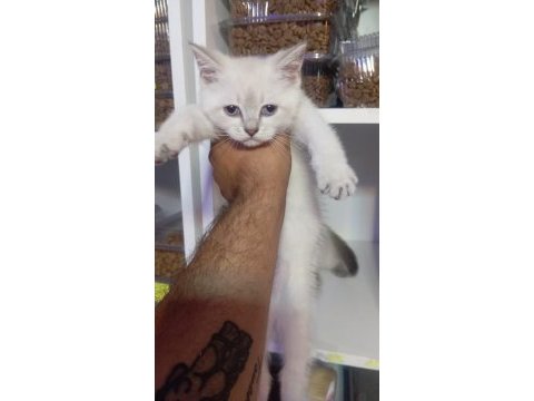 British shorthair yavrular yeni yuvasını arıyor
