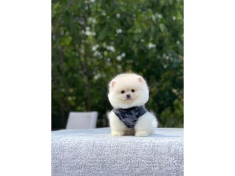 Biblo gibi pomeranian boo yavrularımız