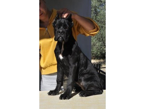 Fci/kif a şecere belgeli, ırk ve sağlık garantili cane corso