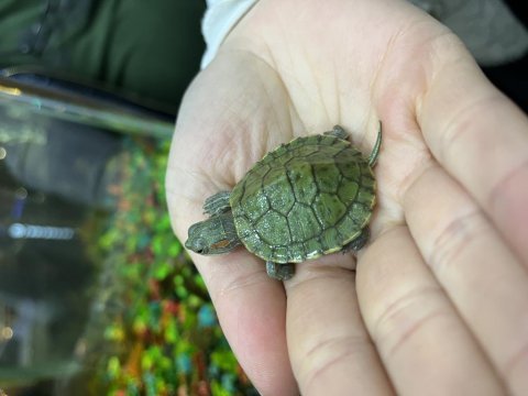 Bebek kaplumbağalar