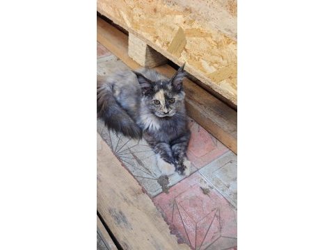 Mainecoon