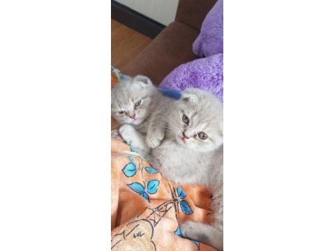 Adana scottish fold 15 günlük