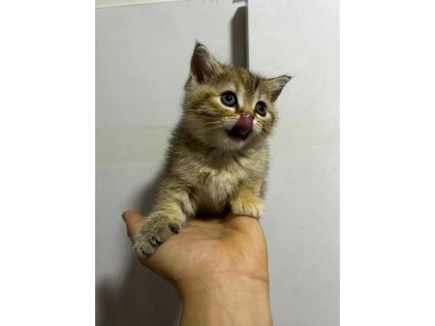 Safkan yavru british shorthair kedilerimiz elli günlük