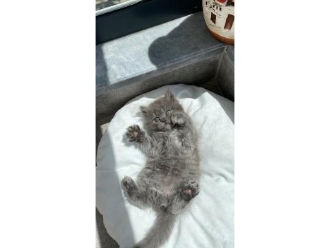 Erkek british longhair yavru