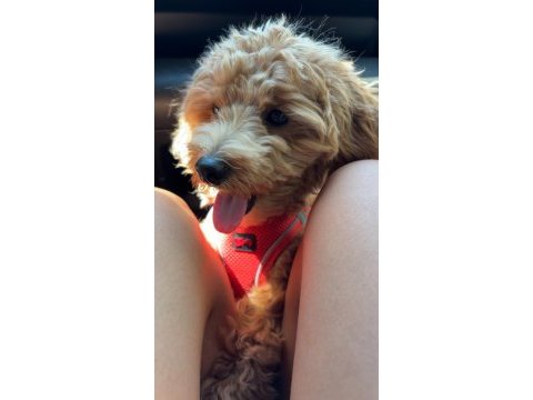 8 aylık maltipoo oğlumuz coco yeni yuva arıyor