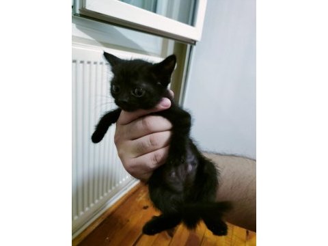 Ücretsiz sahiplendirilecek british shorthair melezi