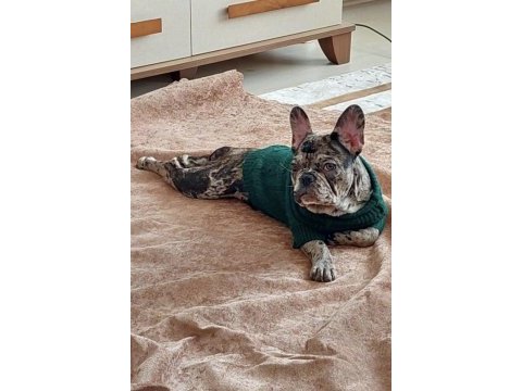 4,5 aylık french bulldog