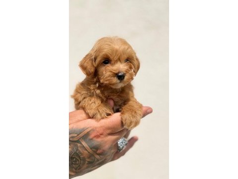 Tiny boy sevimli maltipoo yavrular