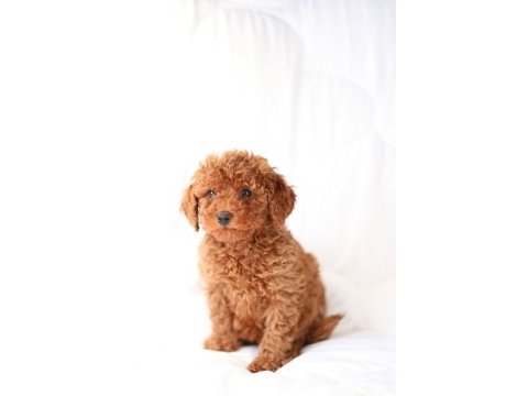 Minicik toy poodle bebekler