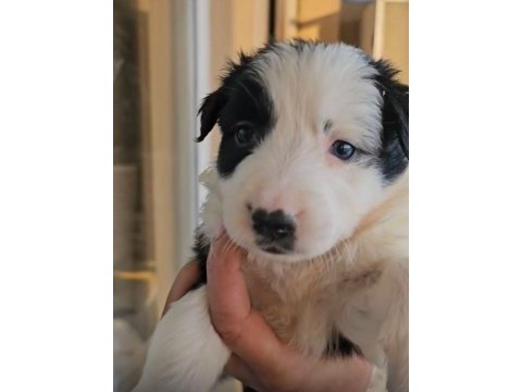Border collie yavrularımız