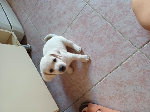 Jack russell anne malta terrier baba melez köpeğimiz
