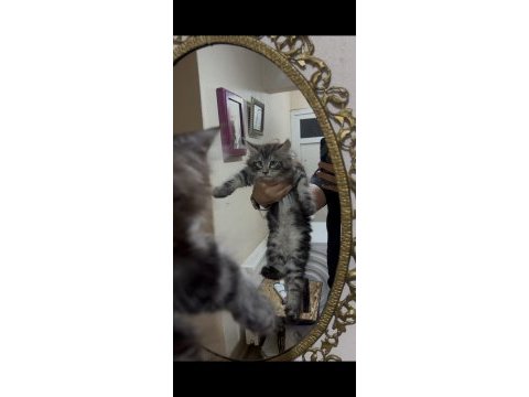Muhteşem sosyallikte maıne coon yavrularımız