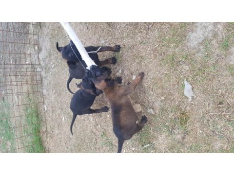 Siyah malinois