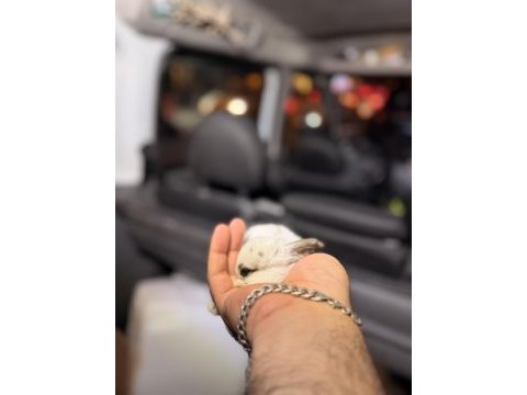 Mini bebek tavşanlarımız mevcuttur