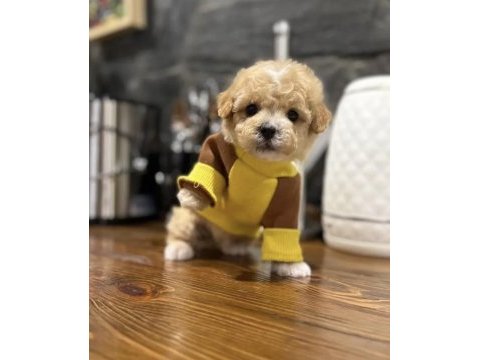 Maltipoo en özelinin ailesi olmak ister misiniz?