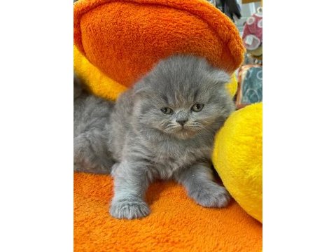 Bristh shorthair ve scotih fold yavrularimiz