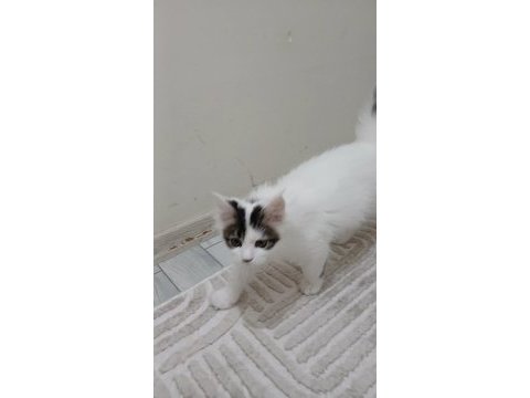 Dişi maine coon 3 ayını yeni doldurdu