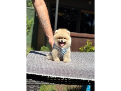 Yavru pomeranian boo köpekler
