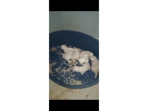 Terrier yavrular yeni yuvalarına gitmeye hazır