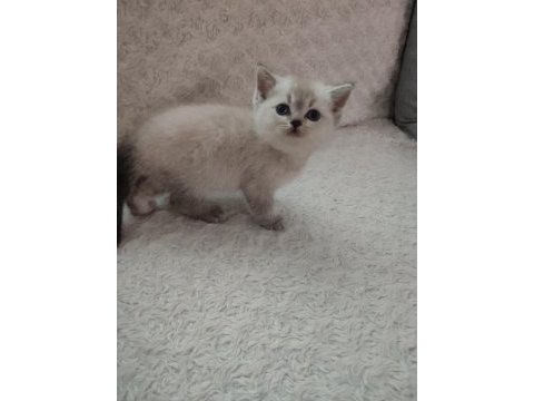 Babalık hakkı british shorthair yavrular