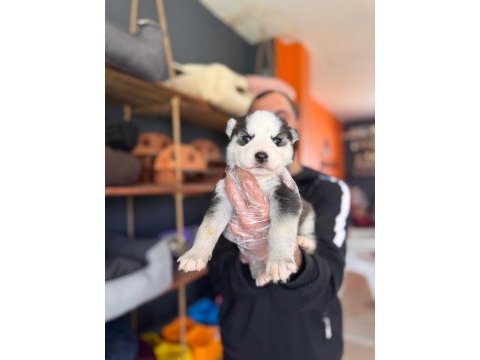 Masmavi gözleriyle husky sibirya kurdu yavrularımız