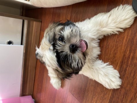 3 aylık shih tzu uygun fiyata