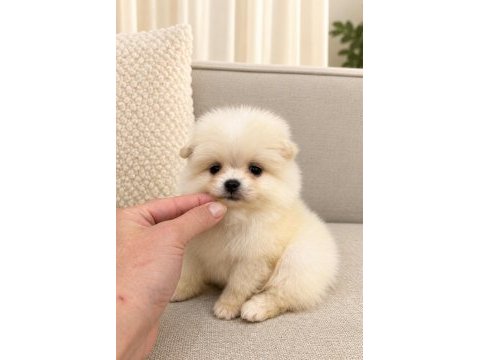 Pomeranian boo mini boy erkek