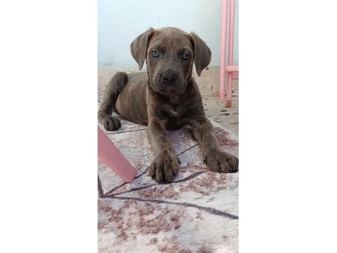 Safkan cane corso blue brindle erkek
