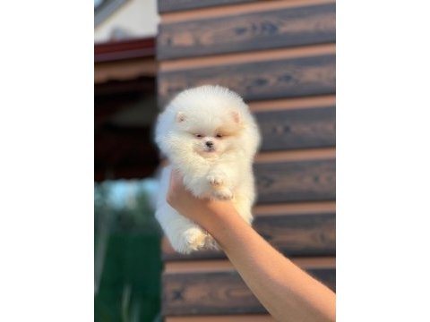 Gerçek kore kan ayı surat pomeranian boo yavrular
