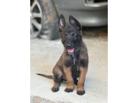 Belçika malinois köpeği
