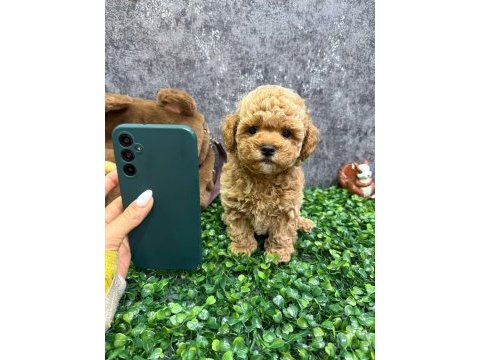 Kore teacup toy poodle
