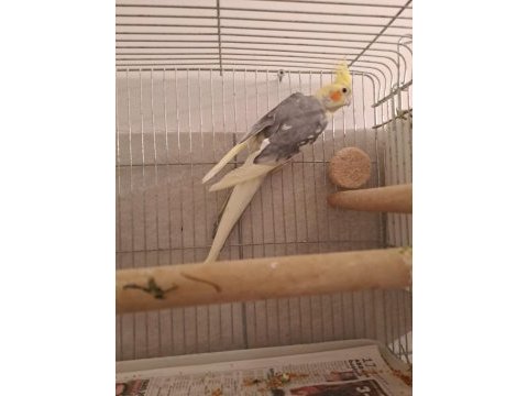 Damızlık pied çift sultan papağanı