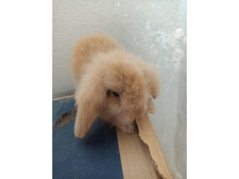 Lop tavşan karamel